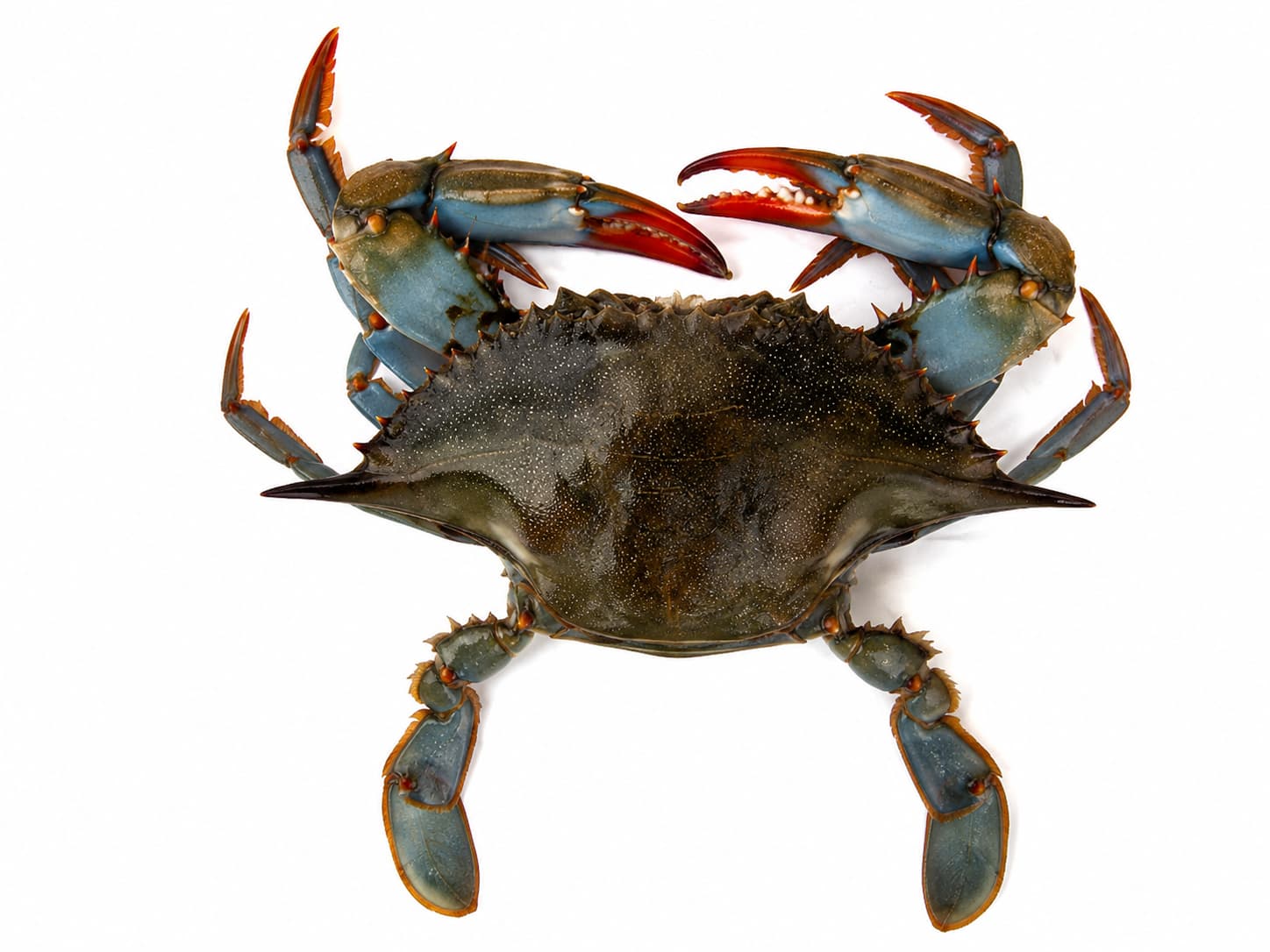 Live Blue Crab