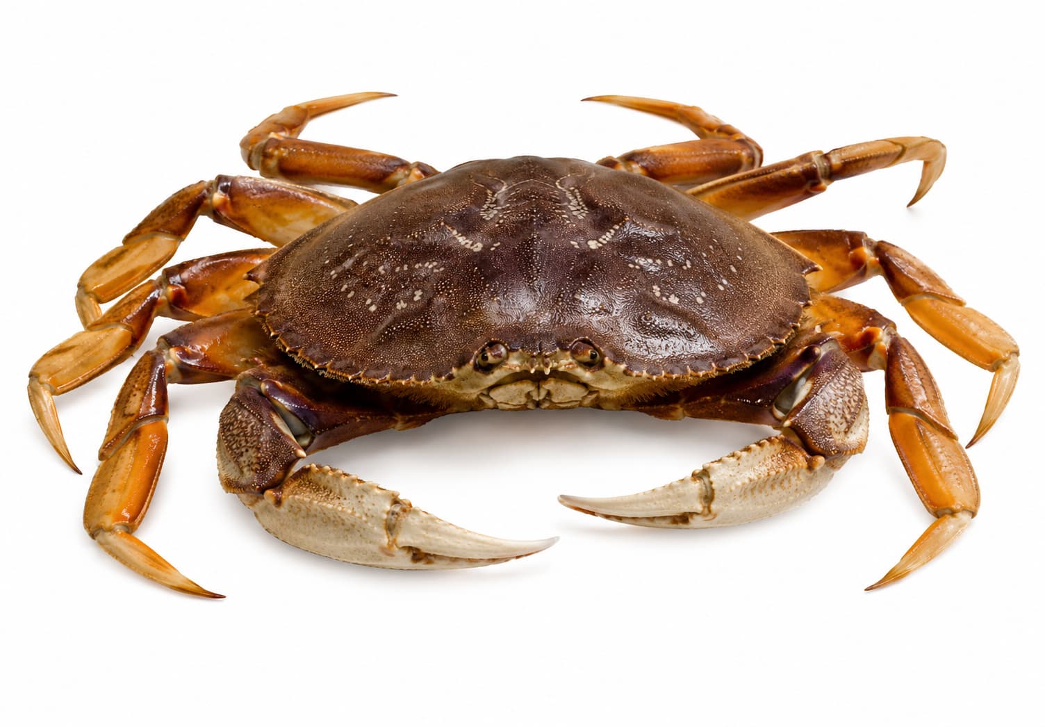 Live Dungeness Crab