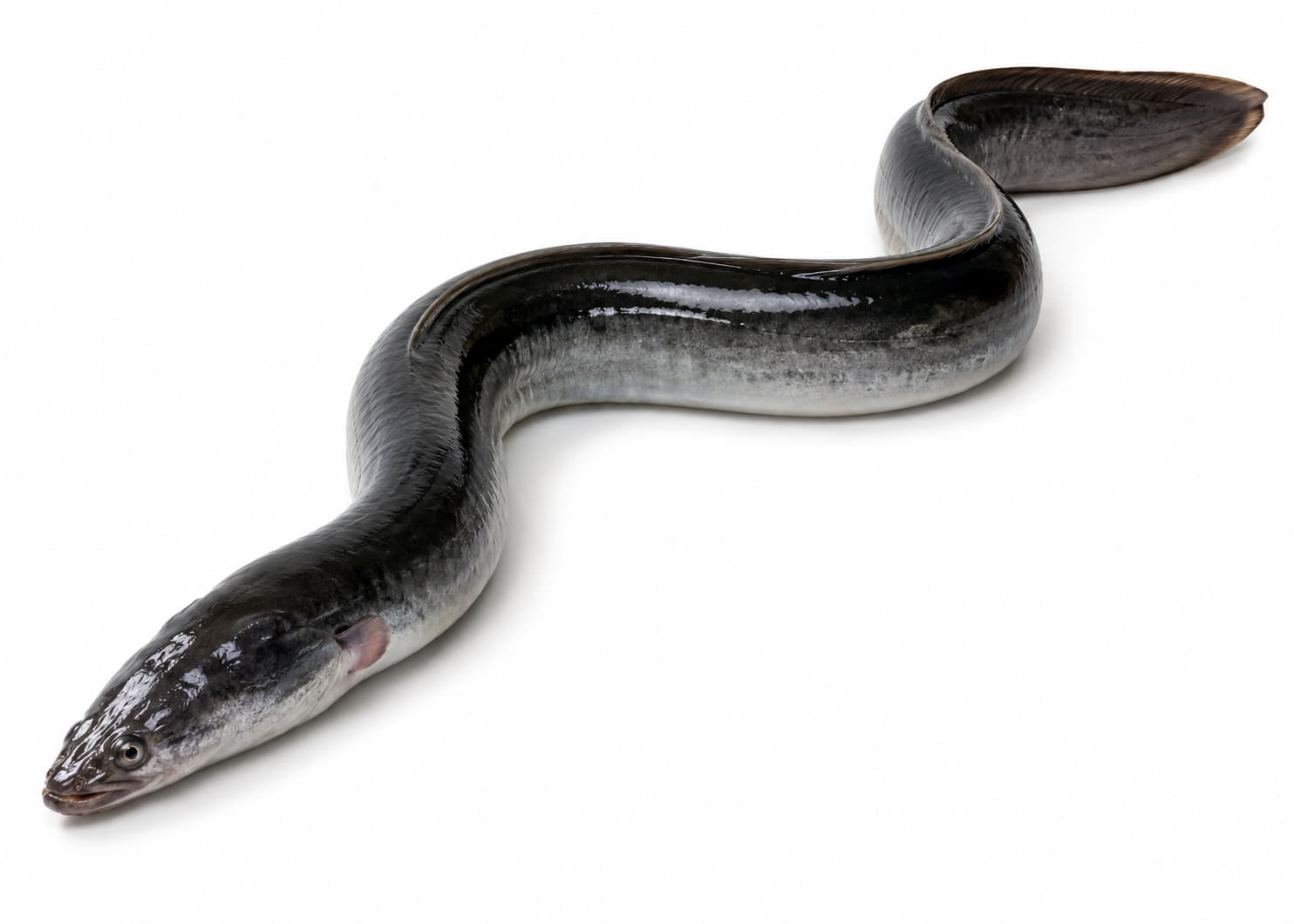 Live Eel