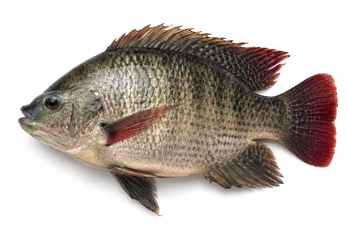 Live Tilapia