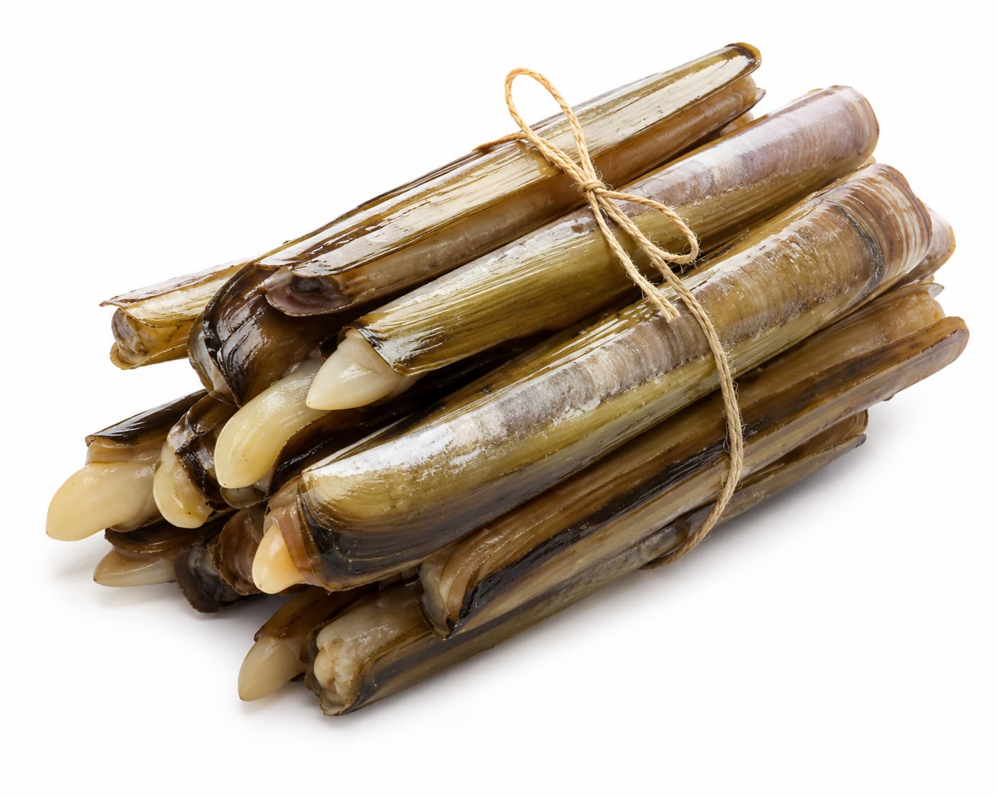 Razor Clam