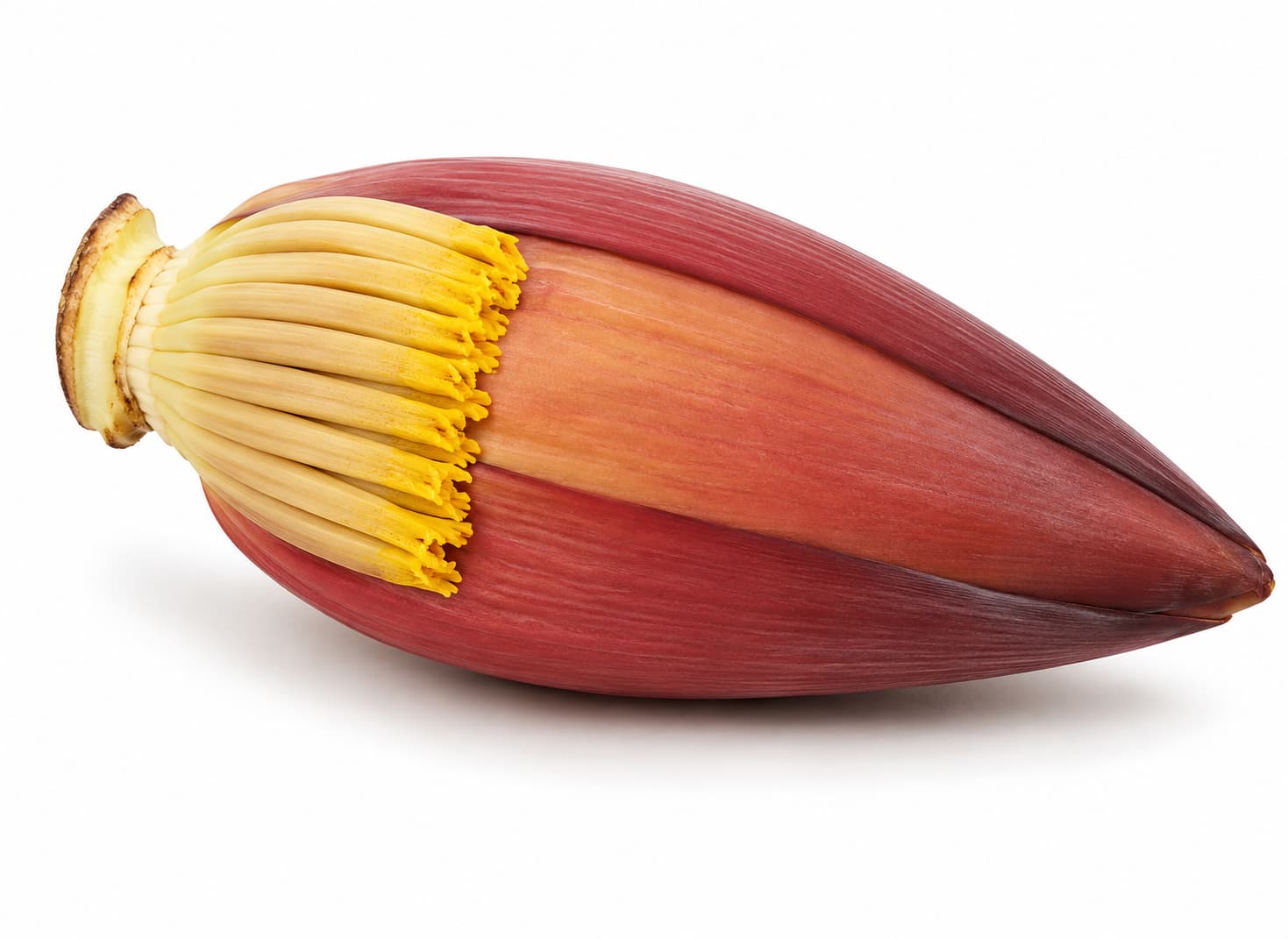 Banana Blossom