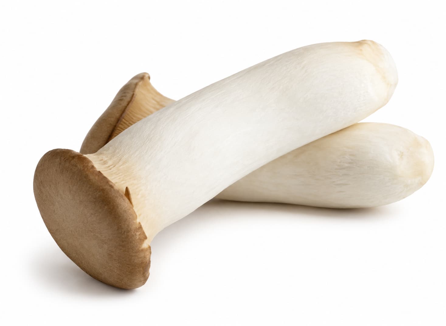 King Oyster Mushroom