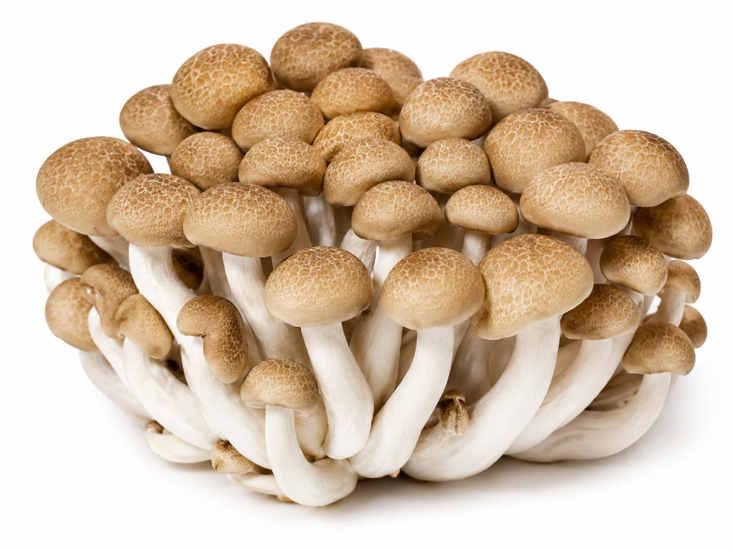 Shimeji Mushroom